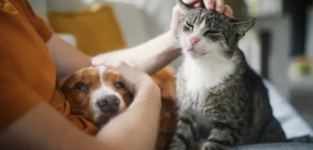 Pets Teach Us We’re Lovable. People Teach Us How to Love.